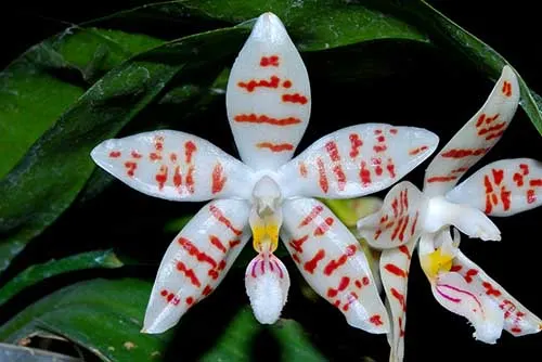 Phalaenopsis zebrina 'Palawan'