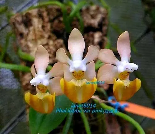 Phalaenopsis lobbii 'Pink'