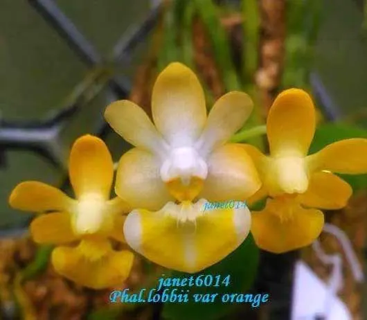 Phalaenopsis lobbii var orange