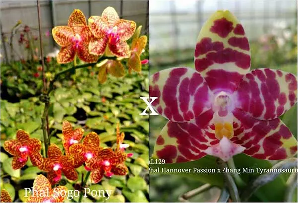Phalaenopsis Sogo Pony x (Hannover Passion x Zheng Min Tyrannosaurus)