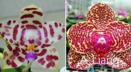 Phalaenopsis KS Super Zebra x AL Sun Tiger
