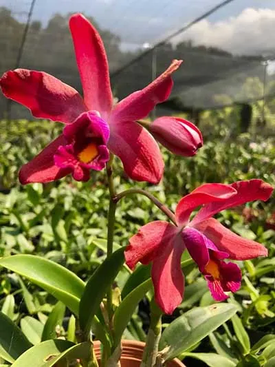 Laeliocattleya Jungle Elf x Schomburgkia tibicinis
