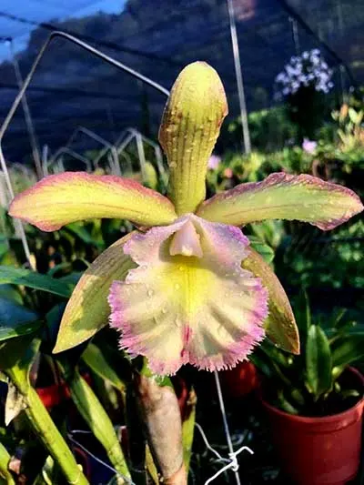 Cattleya Peckhaviensis x Brassavola digbyana