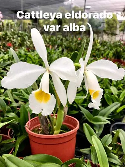 Cattleya eldorado alba