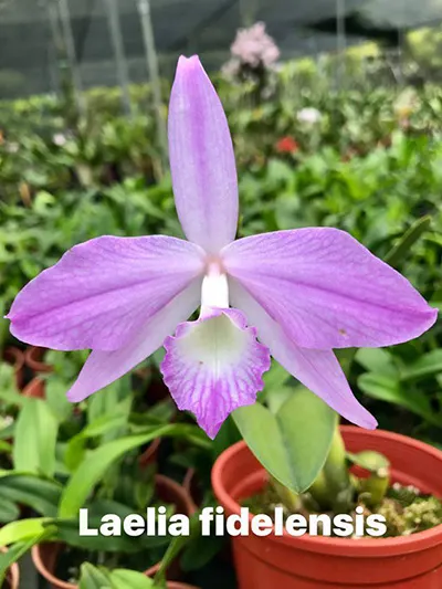 Laelia fidelensis 'Chen'
