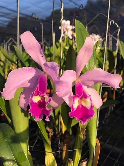 Cattleya warscewiczii 'Chen'
