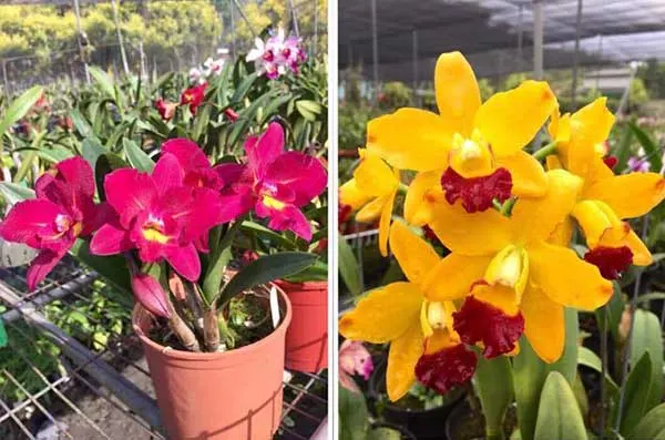 (Cattleytonia Why Not x Blc Tzeng-wen Beauty) x Potinara Ahchung Yoyo