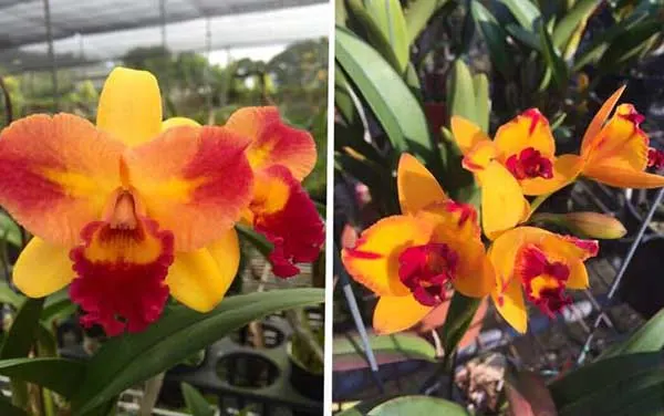 Potinara Tzeng-wen Free x (PrincessTakamado x Blc Chianhoo Beauty)