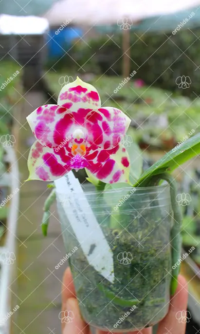 Phalaenopsis KS Super Zebra 'Yuan Shen'