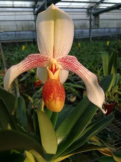 Paphiopedilum rothschildianum x emersonii