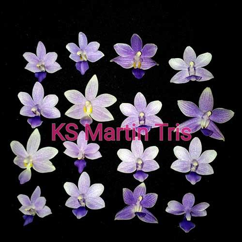 Phalaenopsis KS Martin Tris