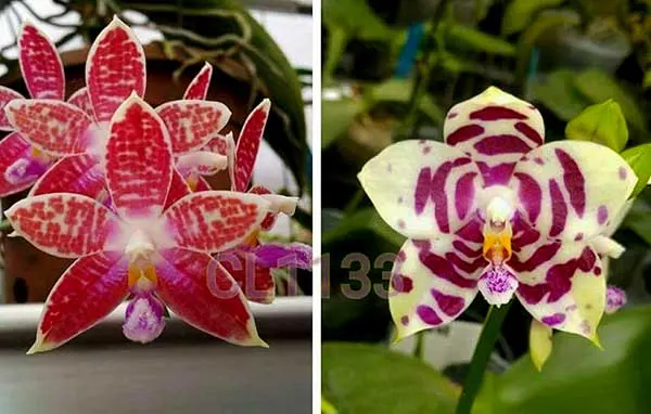 Phalaenopsis Chienlung Zebra