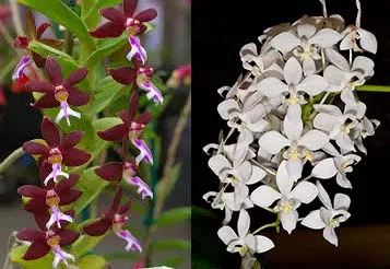 Trichoglottis philippinensis x Phalaenopsis equestris alba