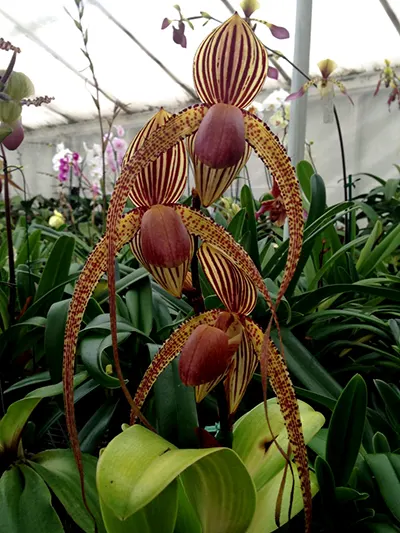 Paphiopedilum Prince Edward of York (rothschildianum x sanderianum)