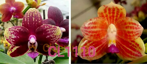 Phalaenopsis Chienlung Black Parrot x javanica