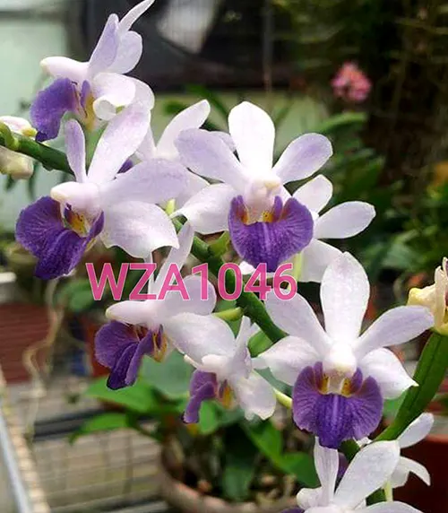 Phalaenopsis Tying Shin Blue Jay x Bacchus