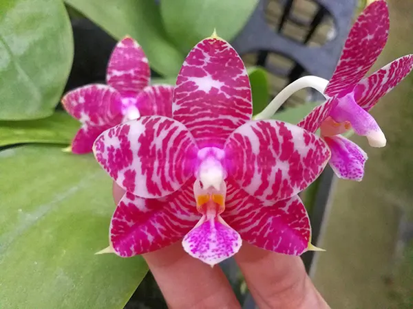 Phalaenopsis Hannover Parrion x Zheng Min Tyrannosaurus