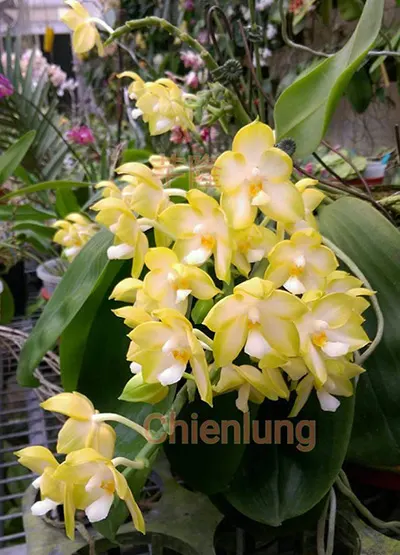 Phalaenopsis Chang Maw Jade 'Nan'