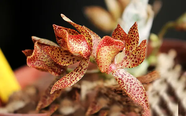Mormodes lawrenceana
