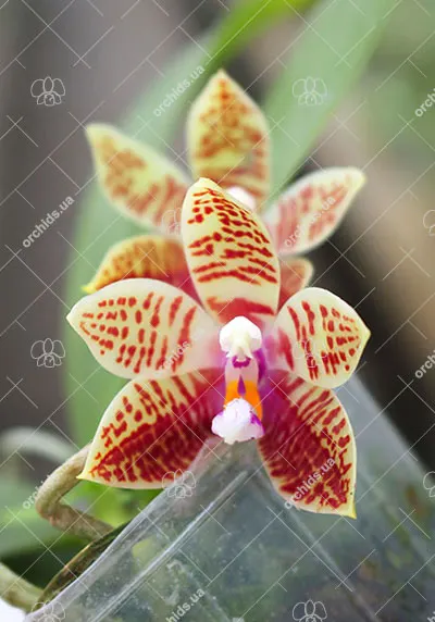 Phalaenopsis corningiana (Ching Hua)