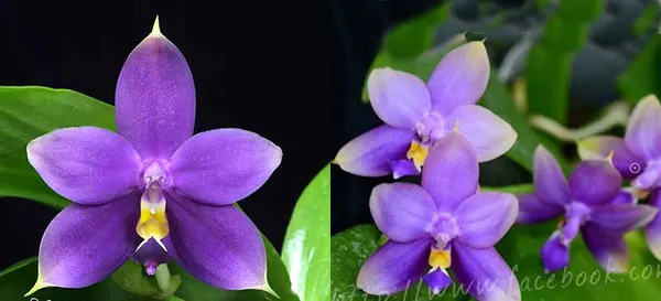 Phalaenopsis violacea indigo x  ((tetraspis x speciosa)  x  violacea indigo)