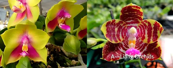 Phalaenopsis KS Happy Eagle x Zheng Min Tyrannosaurus