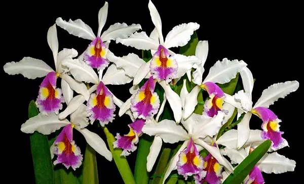 Cattleya warscewiczii semi-alba 'Katia'