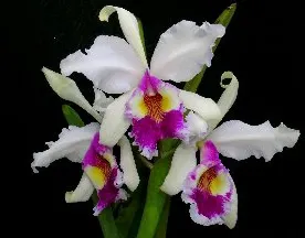 Cattleya warscewiczii semi-alba 'Katia'