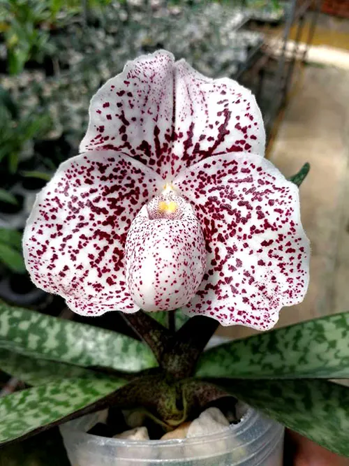 Paphiopedilum St Gratrix x Usuzuki