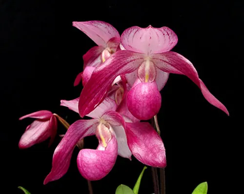 Paphiopedilum delenatii x Lady Isabel