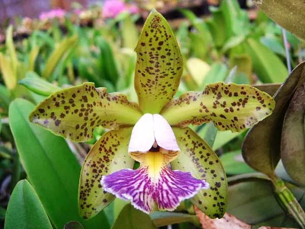 Cattleya schilleriana coerulea 'Thiago' x self