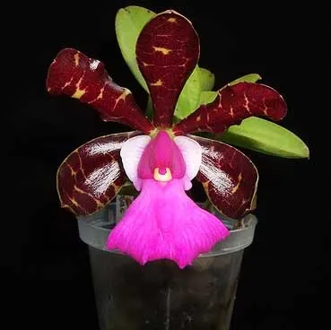 Cattleya aclandiae escura 'Minha nega' x self
