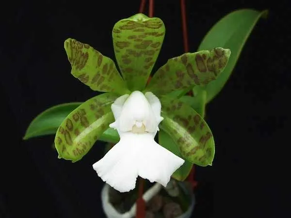 Cattleya aclandiae albescens x self