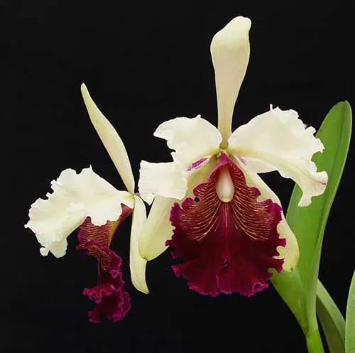 Cattleya dowiana var chrysotoxa 'Scarlet O'Hara' x self