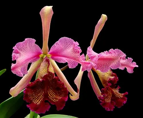 Cattleya dowiana var rosita 'Fischers Strain'