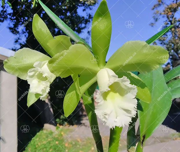 Rhyncholaeliocattleya Mem John Yee 'Halona' (Rlc. Waikiki Gold x Rlc. Cool Green)