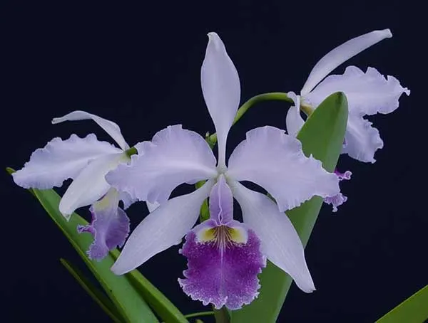 Cattleya warscewiczii coerulea 'Angarita' x self