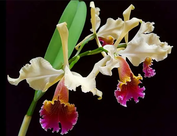 Cattleya Triumphans (rex 'Imperial' x aurea)