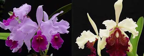 Cattleya Semontiana (warscewiczii 'Hartmans #9' x aurea var chrysotoxa 'Red Velvet')