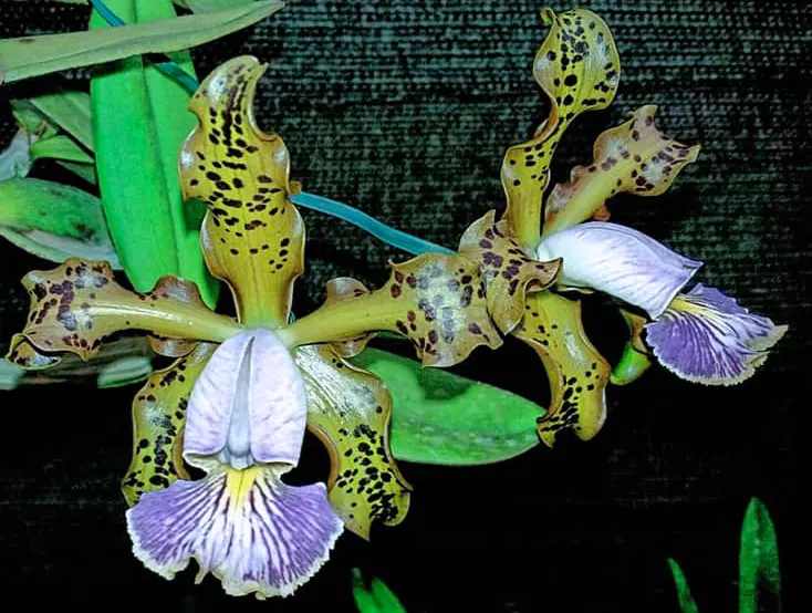 Cattleya schilleriana coerulea 'Caliman' x coerulea 'Gilson'