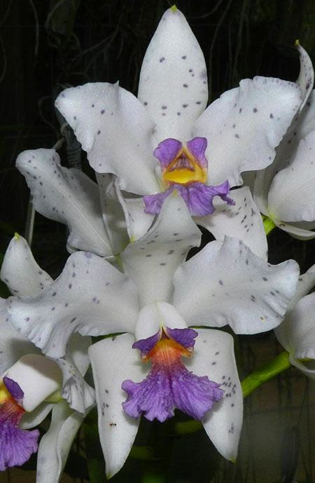 Cattleya amethystoglossa coerulea 'Vinho' x coerulea 'Caliman'