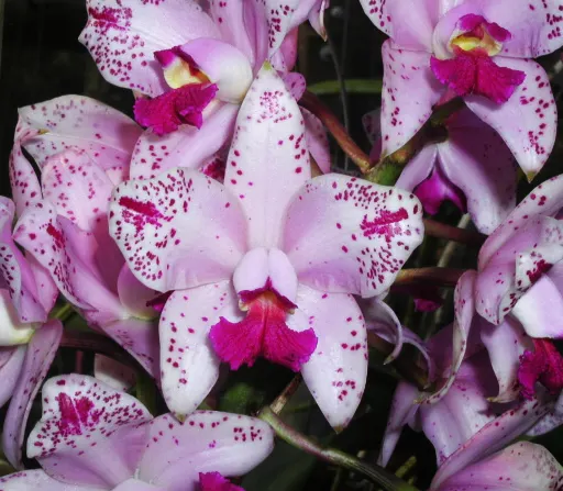 Cattleya amethystoglossa flamea 'Francisco Rossi' x self