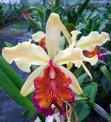 Cattleya dowiana (Hui Yun)