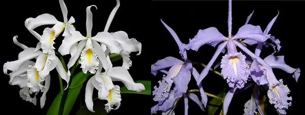 Cattleya maxima alba 'Drago' x coerulea 'Hector'