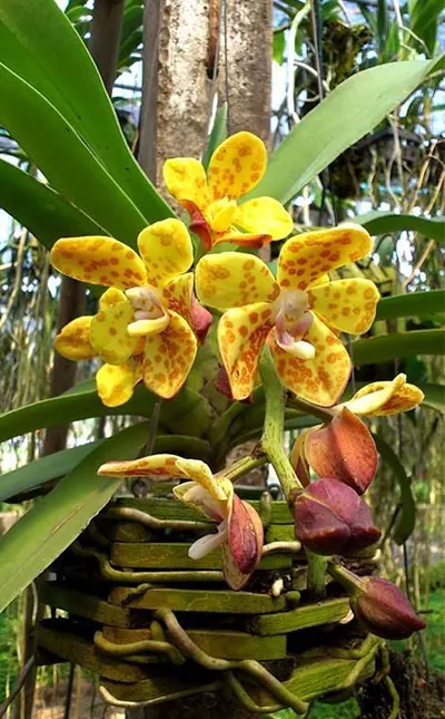 Vandopsis gigantea