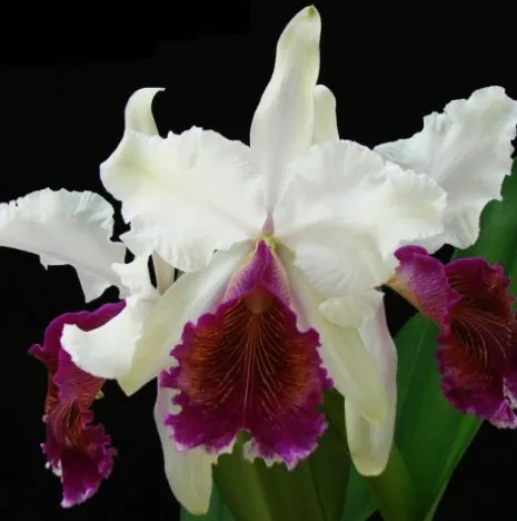 Cattleya x Hardyana semialba (warscewiczii x dowiana)