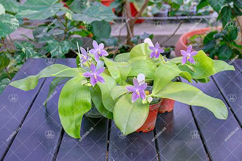 Phalaenopsis (tetraspis 'Su's Bluish' x violacea coerulea)