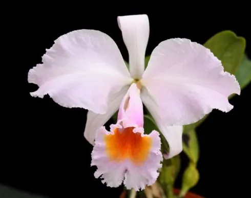 Cattleya schroderae 'Dark Rose' (4N) x self