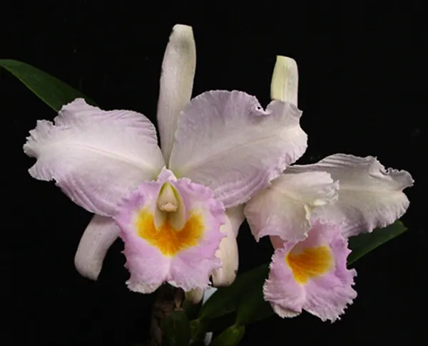 Cattleya schroderae 'Pink' (4N) x self