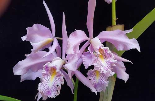 Cattleya maxima concolor